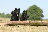 SCHIPPERKE 124